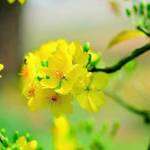 Huỳnh Thị Thanh Xuân Profile Picture