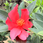 Lại Thị Liệu Profile Picture